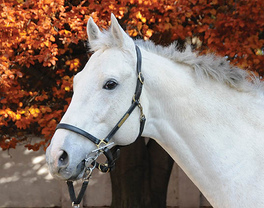 silverwhistle head