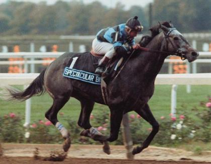 spectacular bid