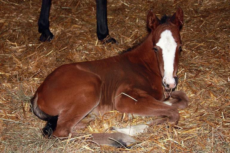 sweet answer foal13