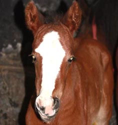 sweet answer foal13 2