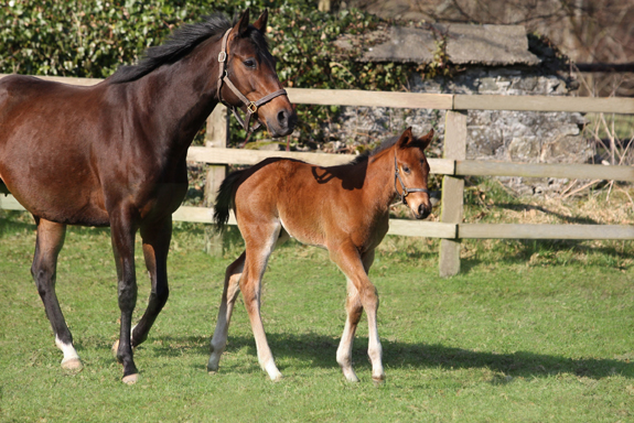 zarkava sea the stars foal