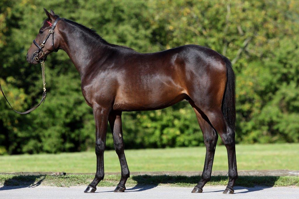 BBAG2014 Lot 166