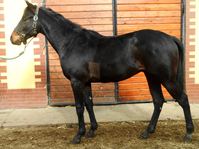 Mimra Lutiger