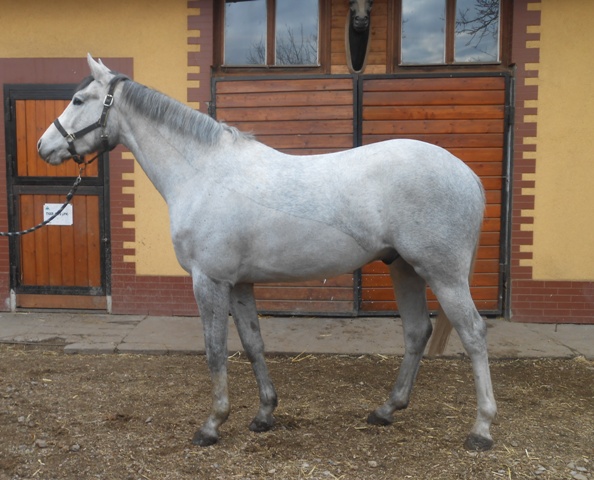 Mimra banderellas