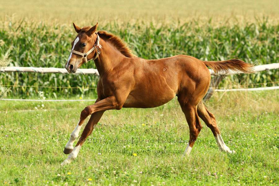 Psurny foals