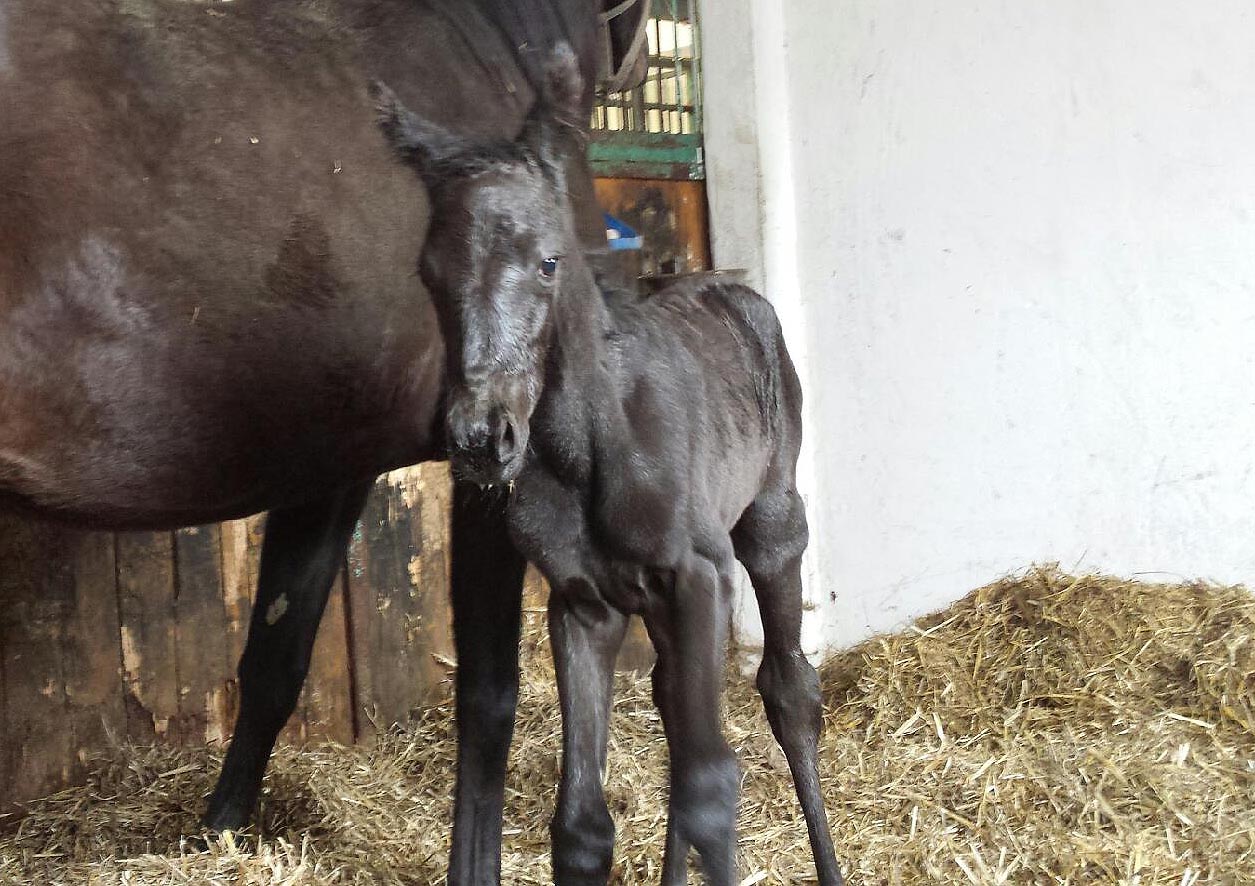 Registana foal 2015 2