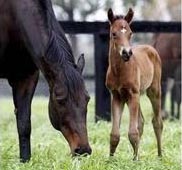 black caviar foal