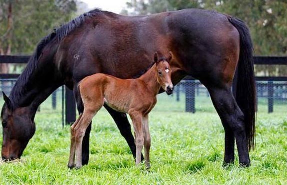 black caviar foal2