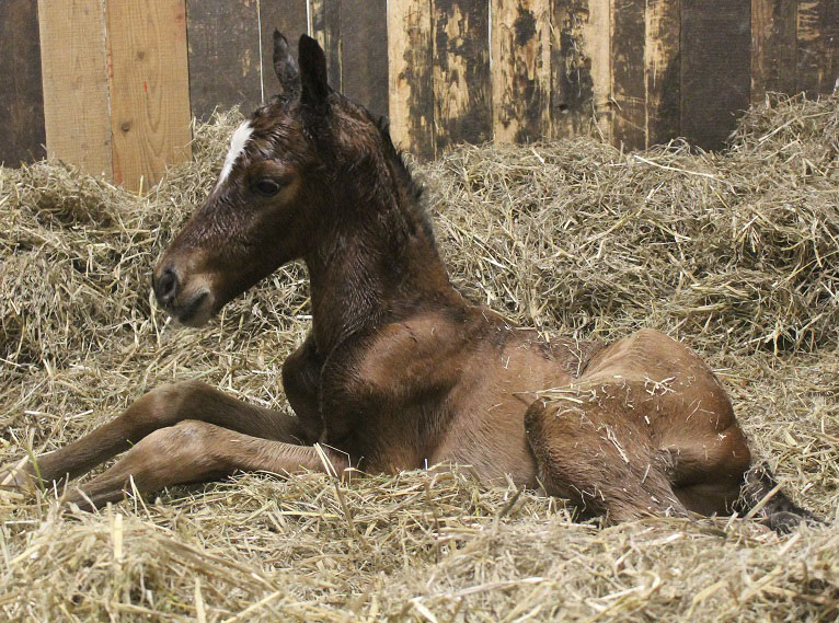 carrie foal