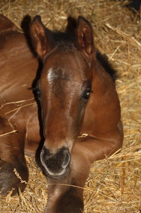 first foal 2015