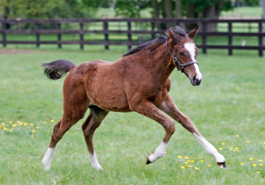 foal Frankel Platonic 2014