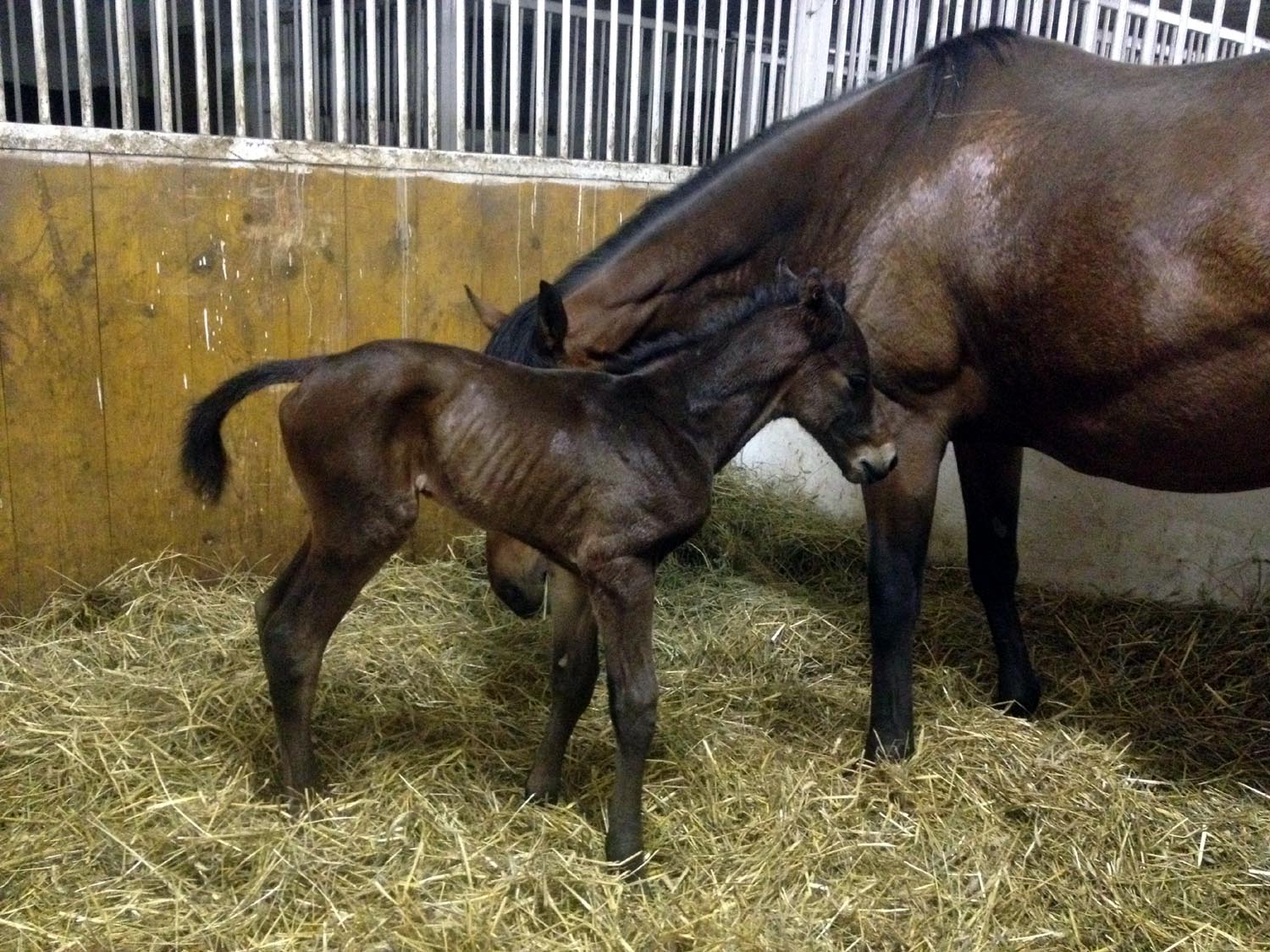 foal Merbela 2015 2