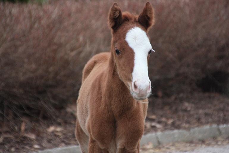 foal determinacja 2015