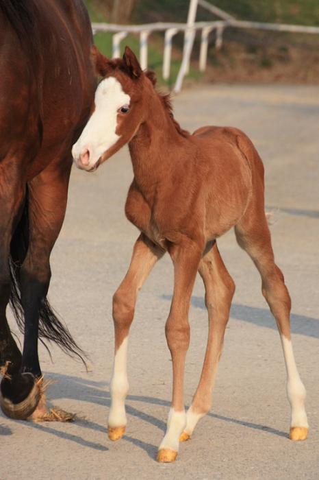 foal determinacja 2015 2