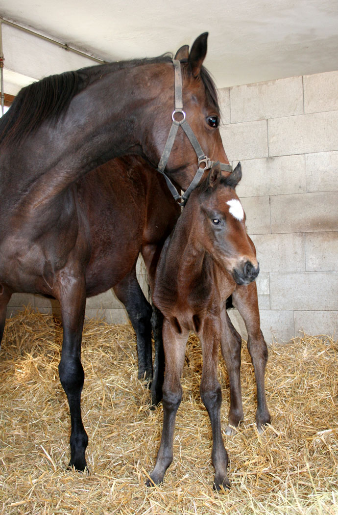 foal leogali 2015