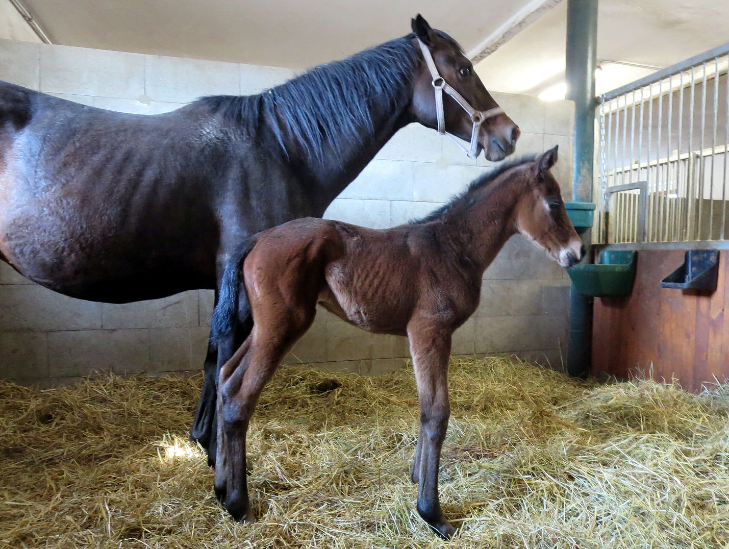foal mg tista big