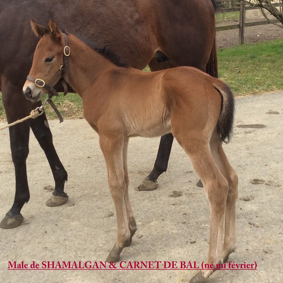 foal shamalgan 1