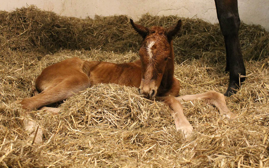 foal tajmyr