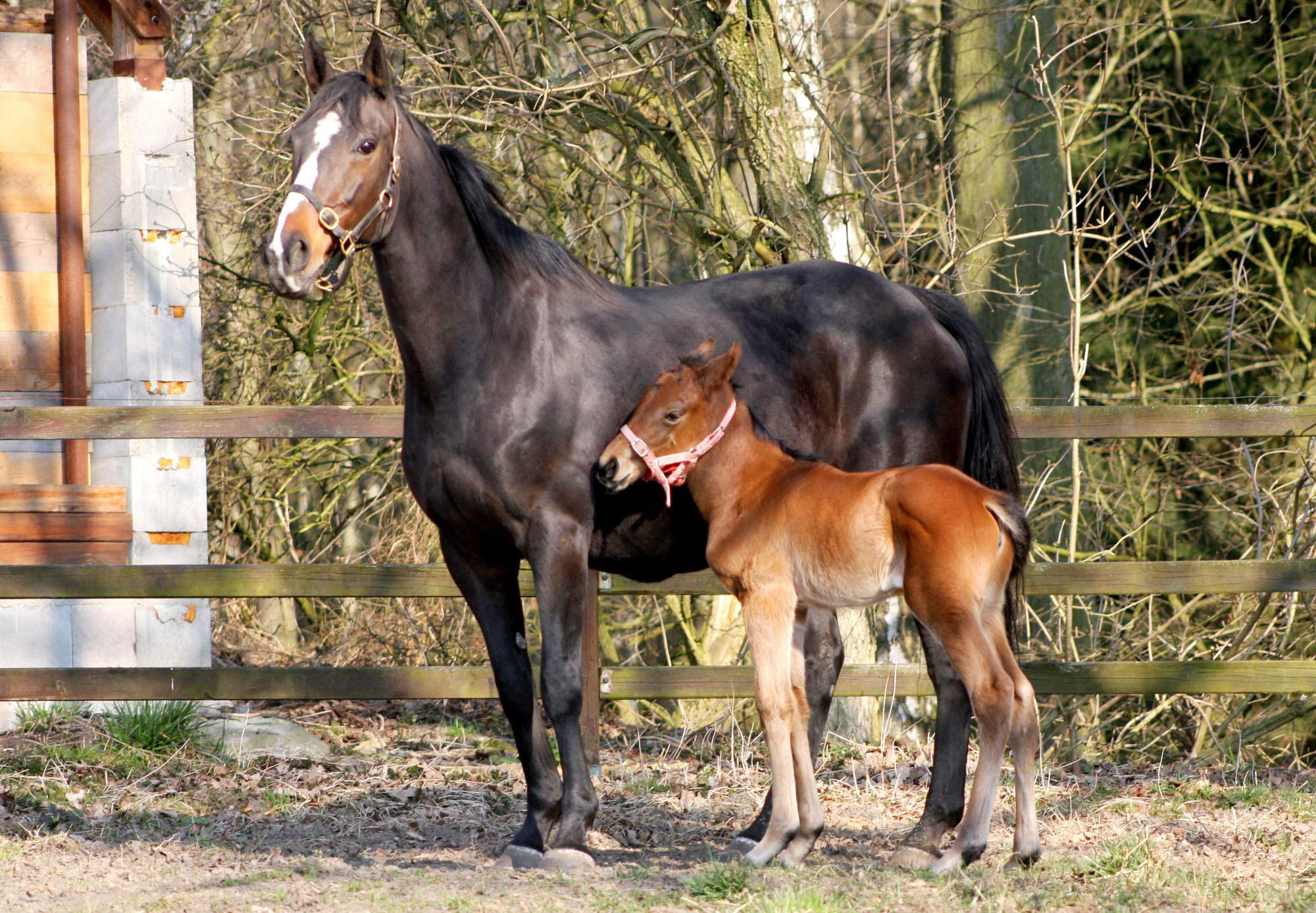 foal wenke1