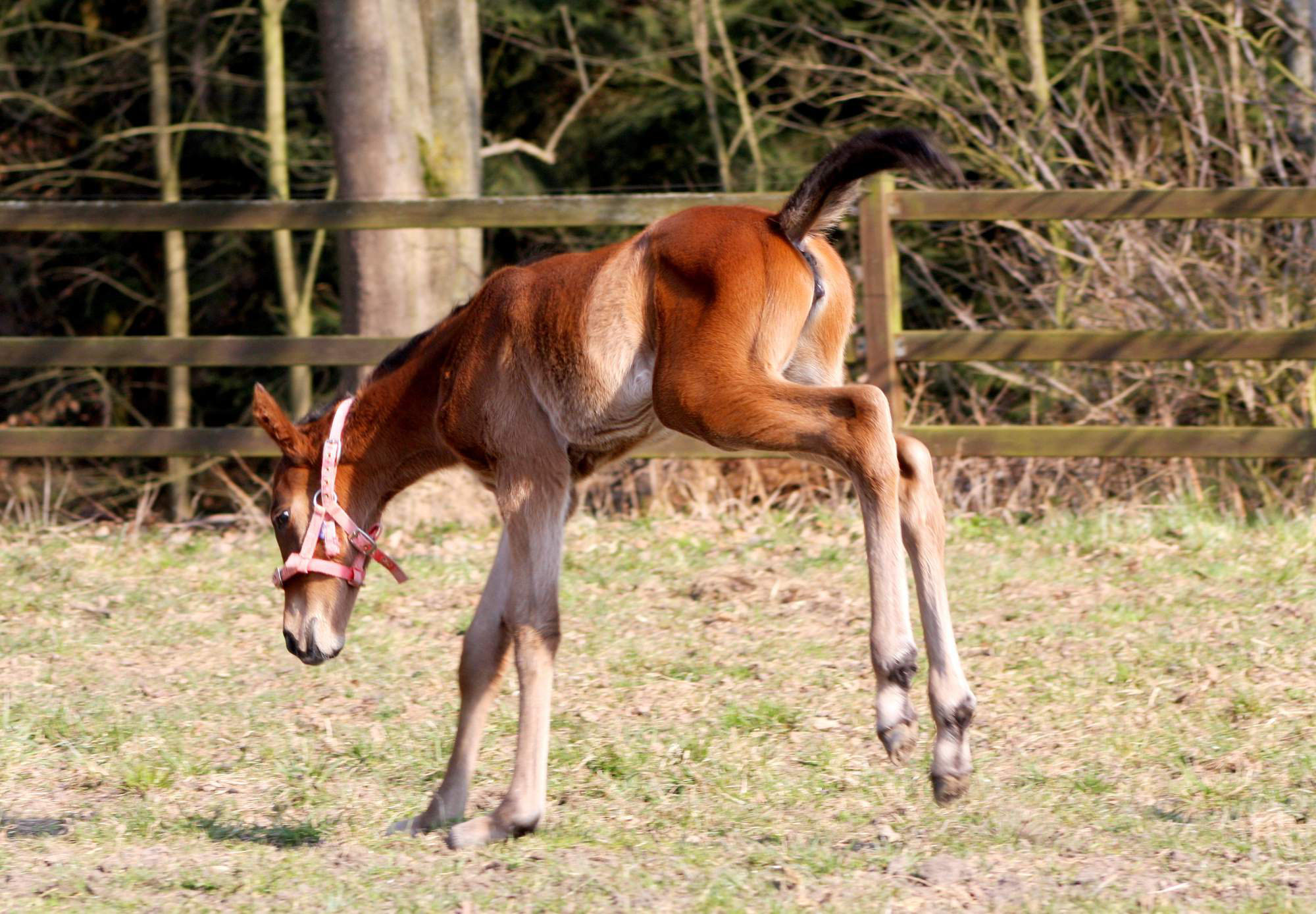 foal wenke2