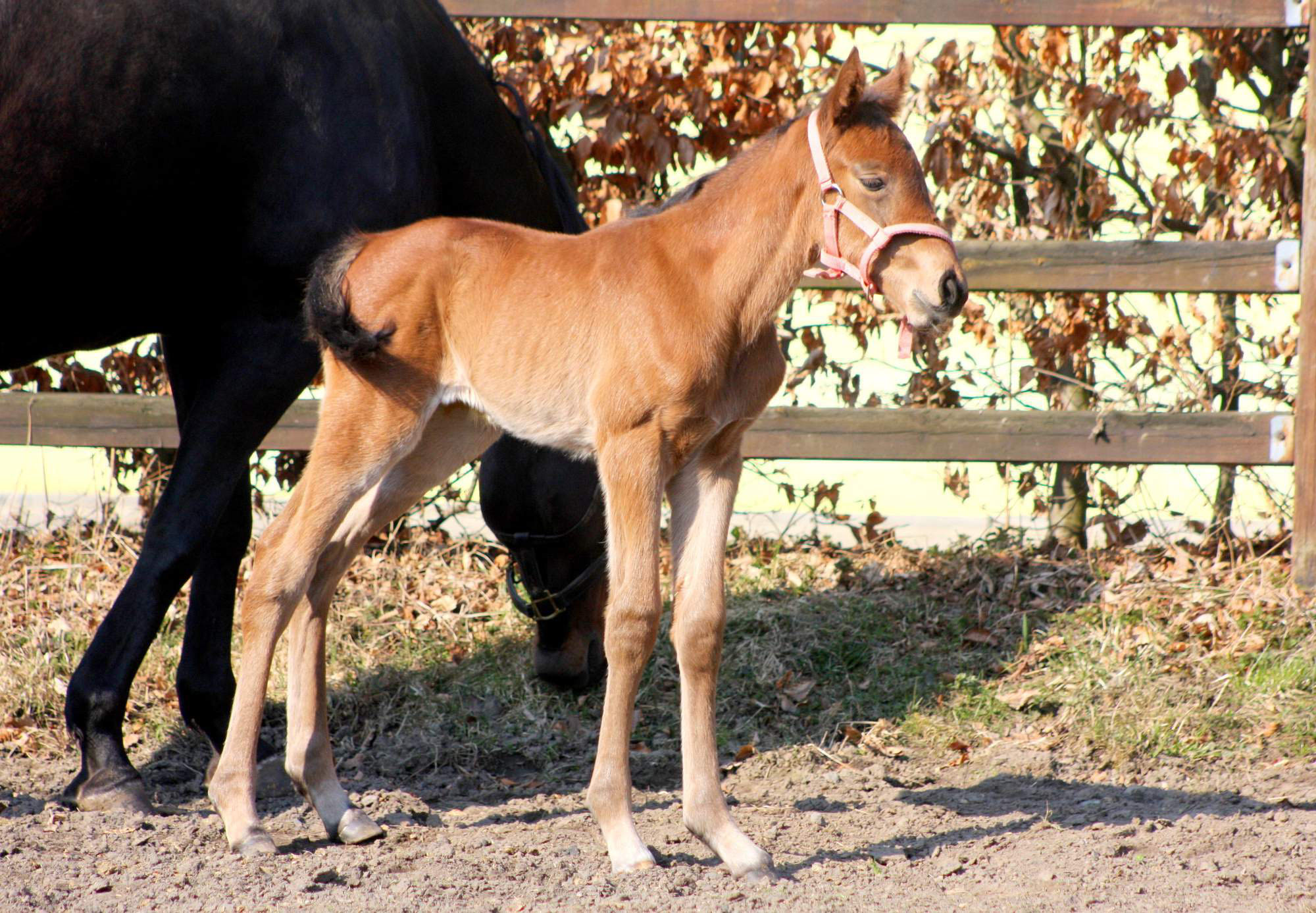 foal wenke3