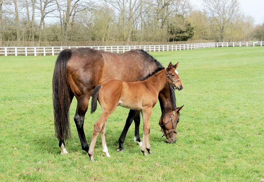 foal zarkava frankel 2015