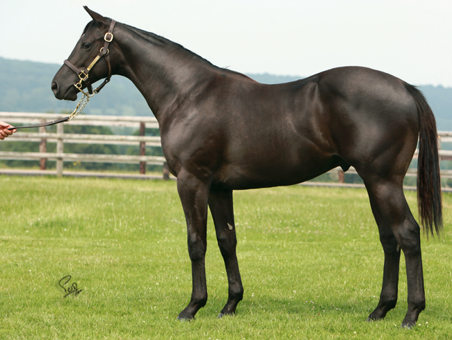 lot33 arqana14
