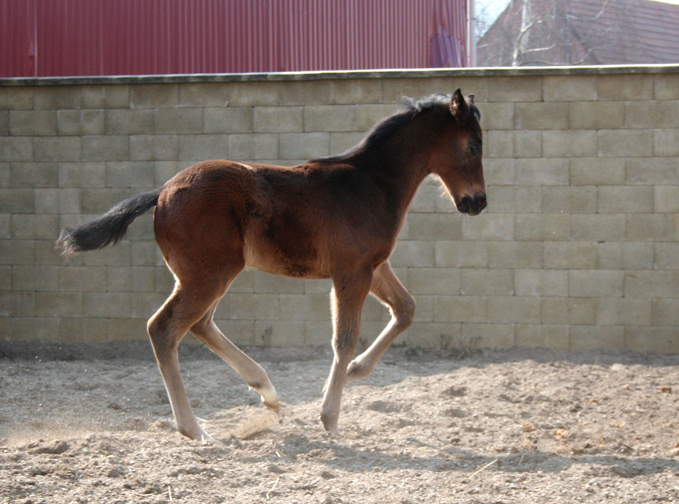 mg foal7