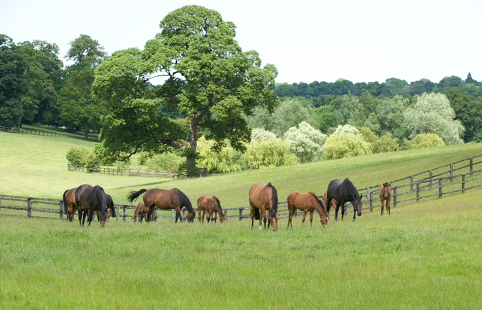 newsellsparkstud