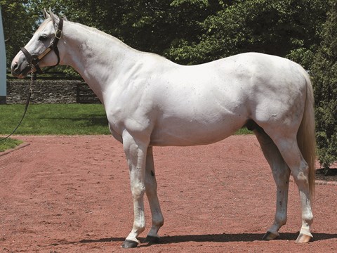 tapit