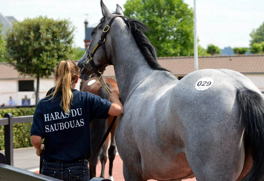 arqana july 2015