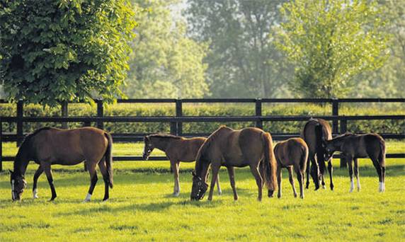 ireland paddock