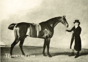 sir harry
