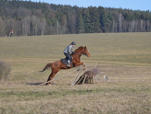 Junkova TurfFinch