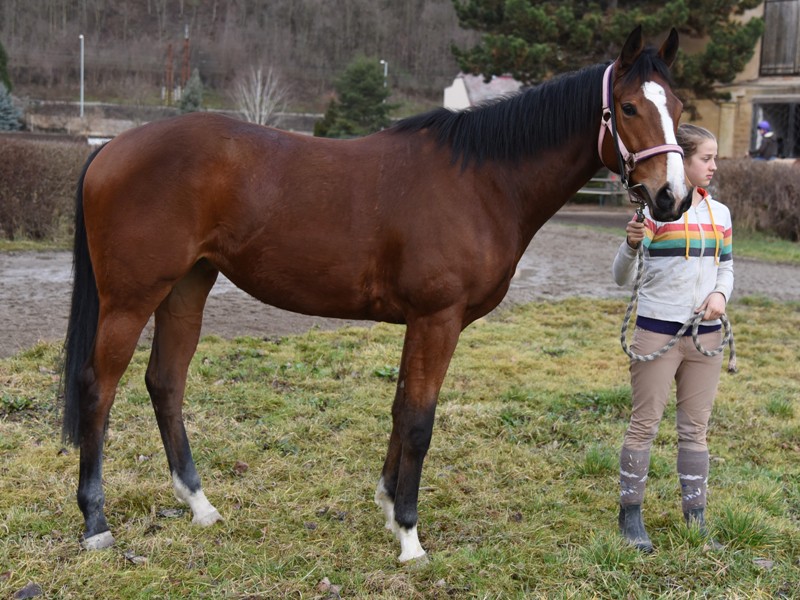 Satra Anitschka