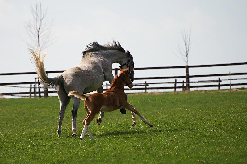 Villon foal