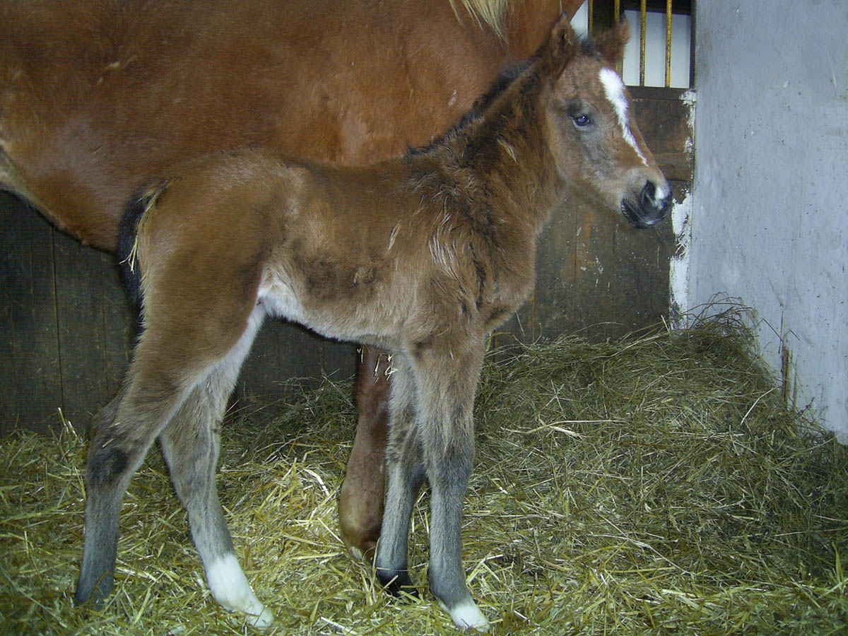 foal ageofjape