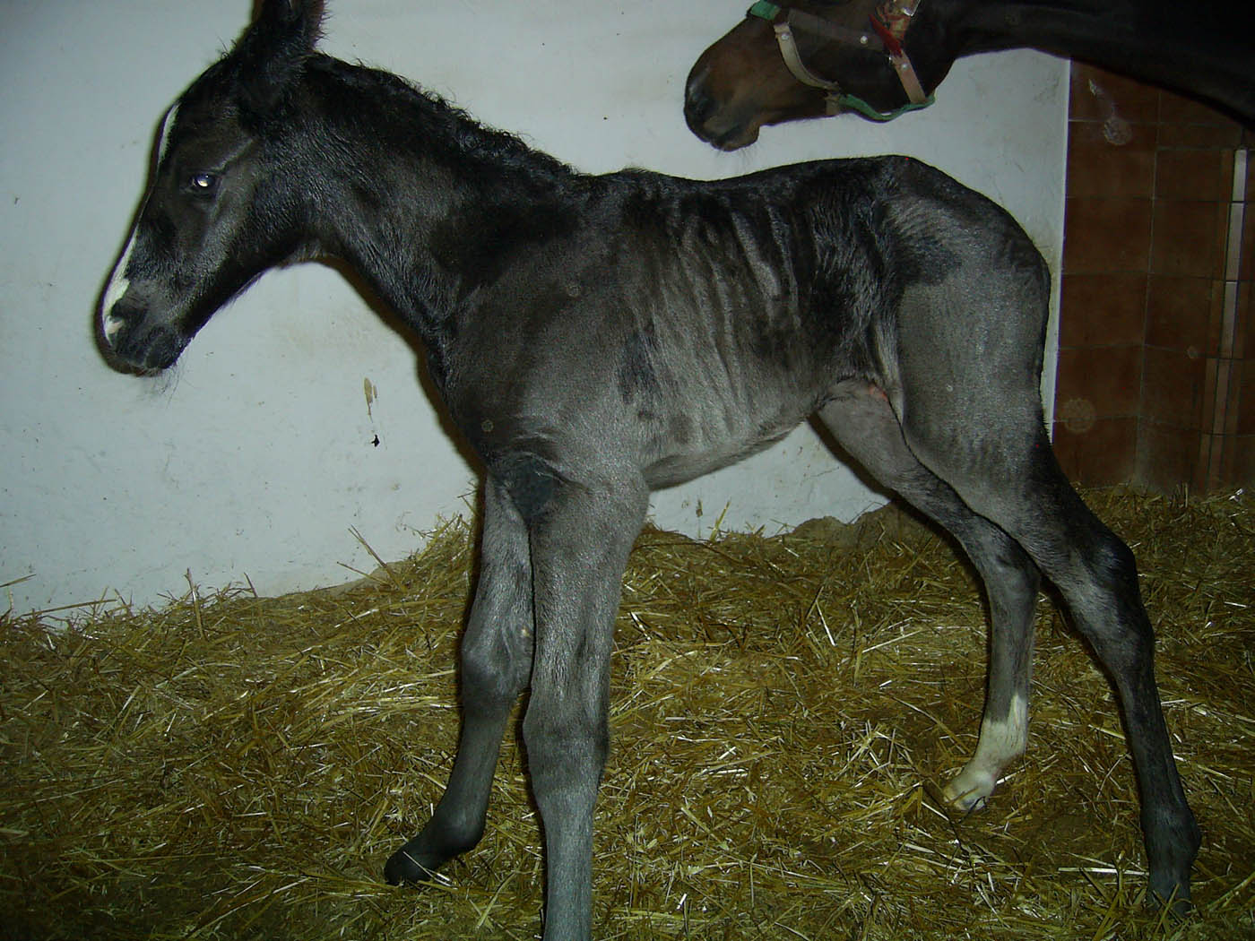 foal alandi dancinglady