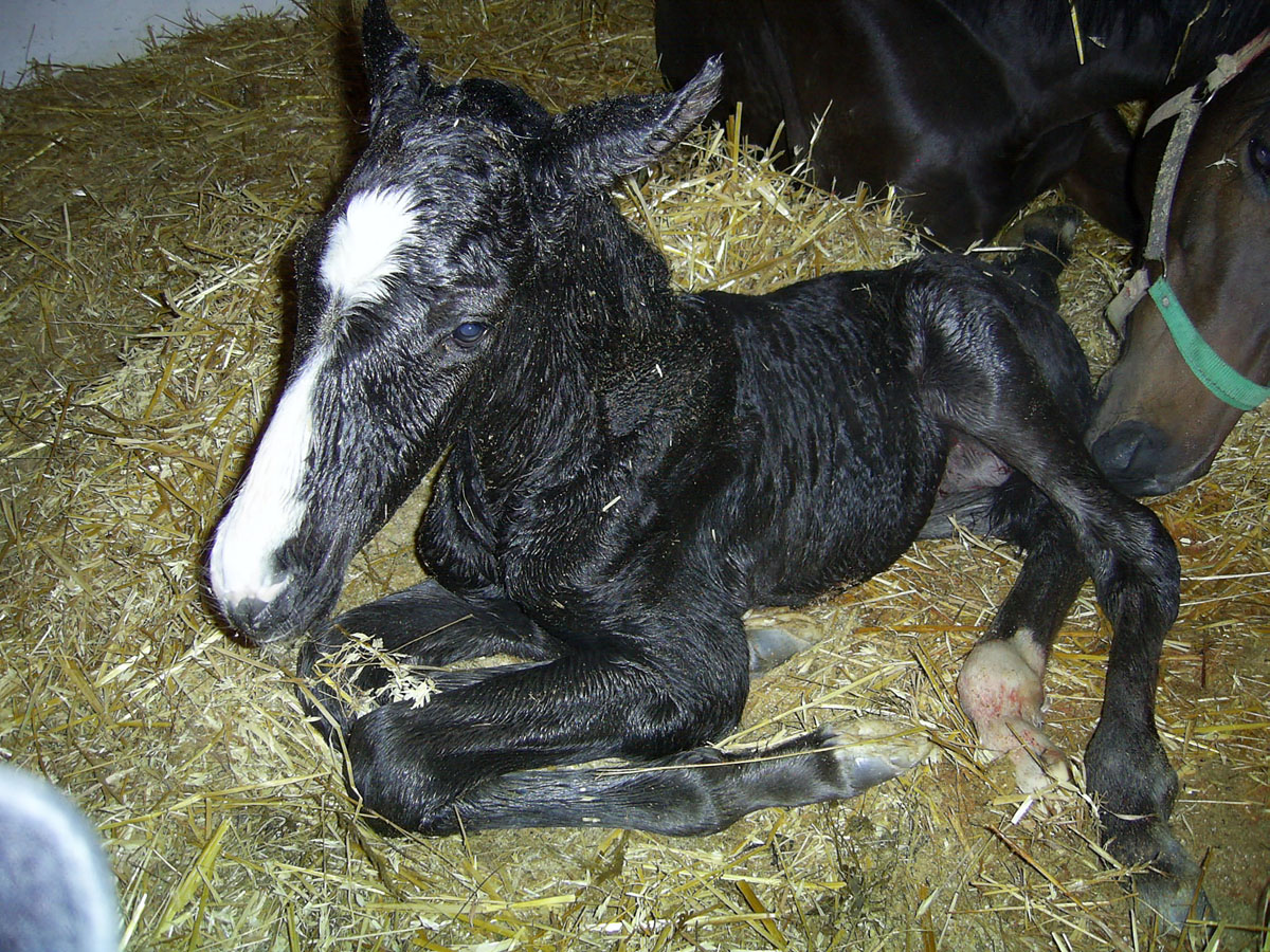 foal alandi dancinglady2