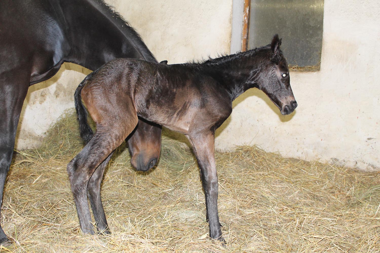 foal alaska oldglory