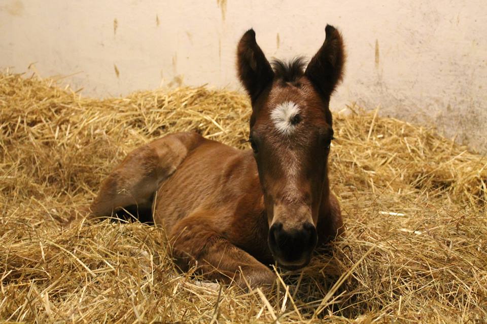 foal fast tajmyr 16 2