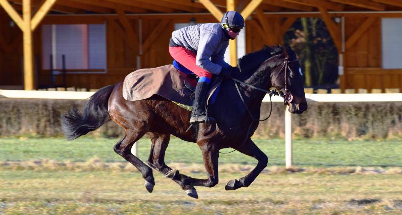 Horakova KiteofGracie