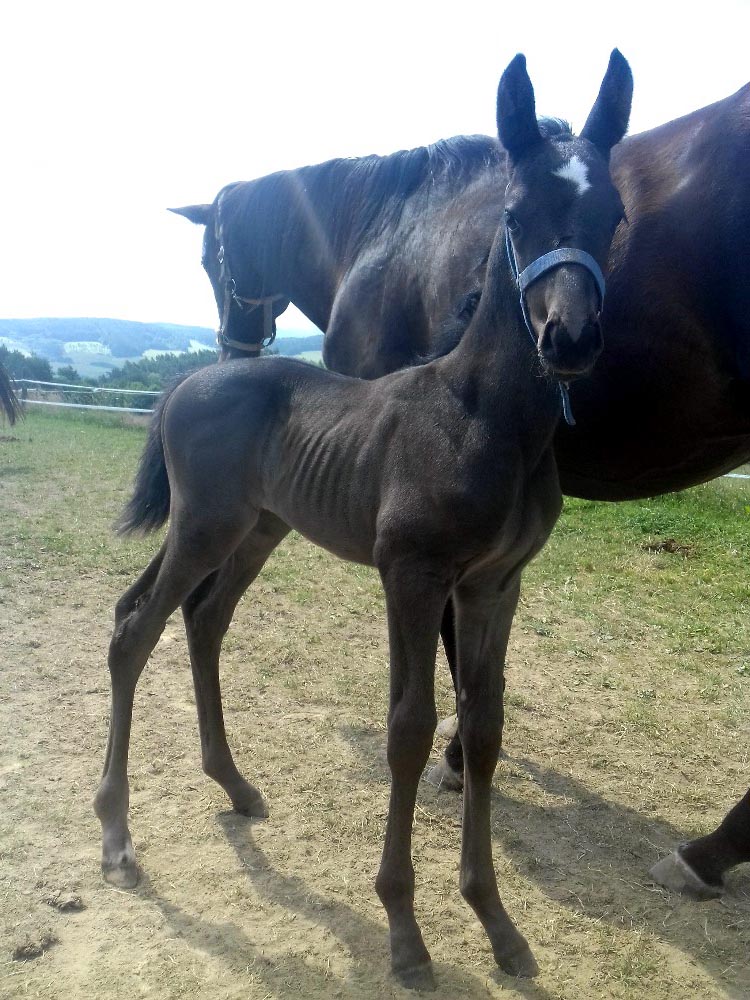 foal registana17