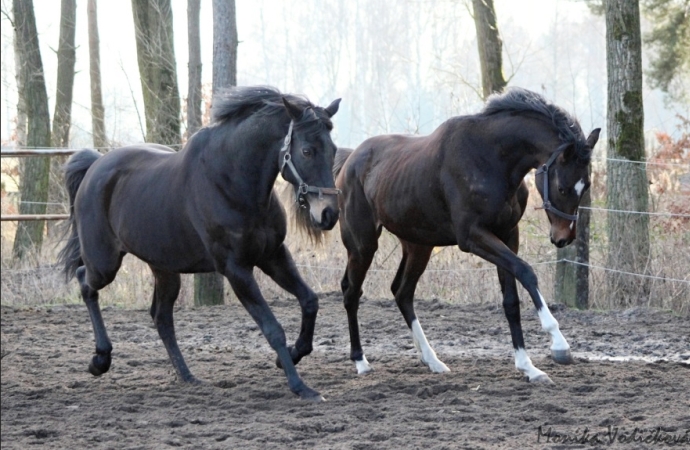Horakova Zugor Legerton