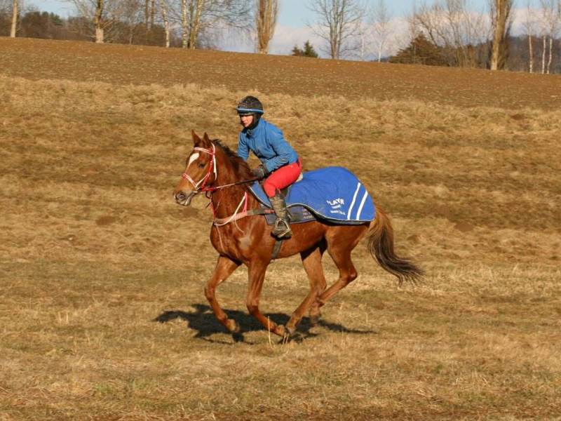 Kvapilova Player