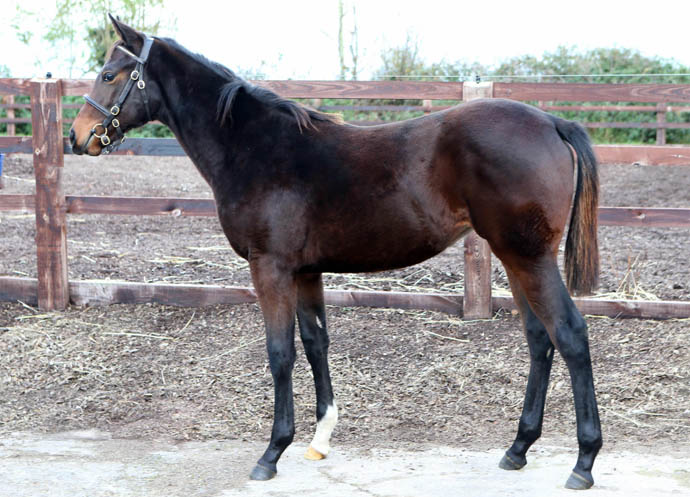 foal manduro