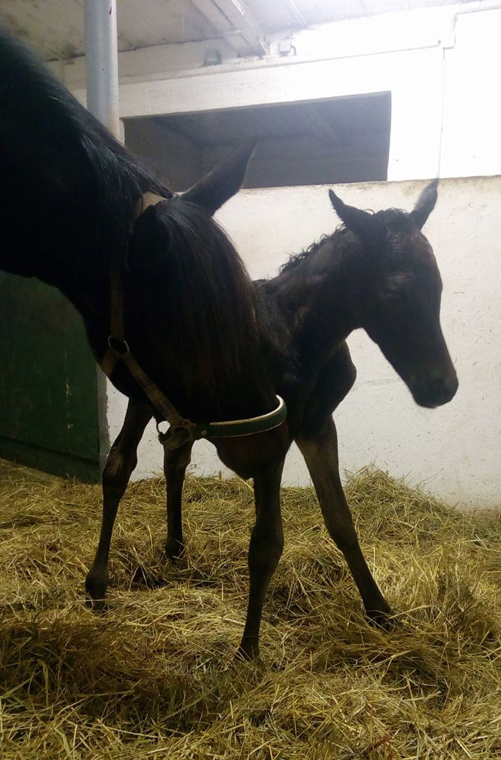 foal sleepingindian