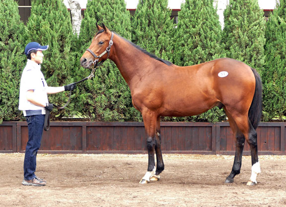 Lot 51 Deep Impact