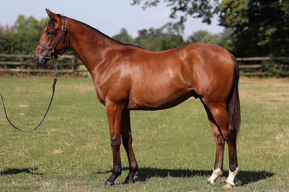 Lot 43 Arion