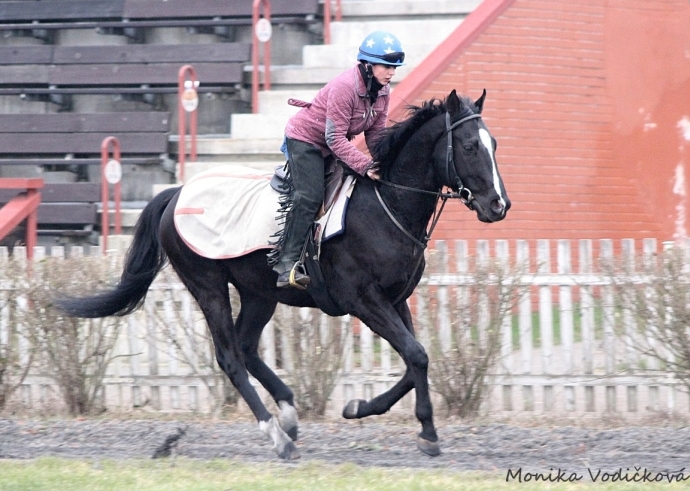 Pejskova SpeedMachine